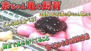 「赤ちゃん亀の飼育」・飼育で気を付けること・餌の紹介・食べないときの対処方法など…2020年生まれの子亀たち