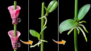 Just 1 cup per month, both roots and flowers bloom all year round