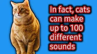 Feline Fascination: 10 Surprising Facts About Our Beloved Cats