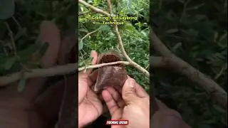 Grafting & Air Layering Method 🌱 | Grow New Plant From Branch #shorts