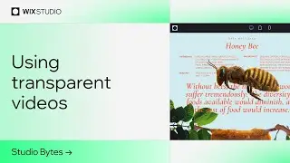 Step up your site design with transparent videos | Wix Studio