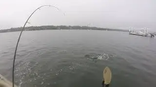 Big Guy In a Little Boat: Inshore Schoolie Swarm