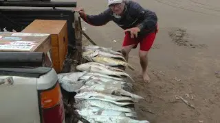 GALLOS Y CORVINAS COMO TE GUSTAN A VOS!! PASION POR LA PESCA