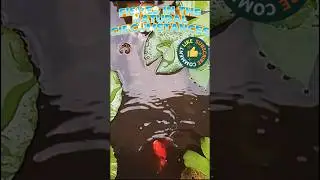 Relaxing Natural Aquarium With Colorful Fish | Peaceful Fish Video 🐟💧