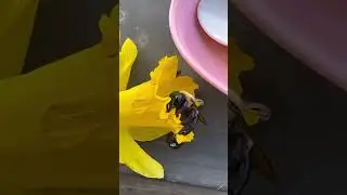 Спасение пчёл! 🐝