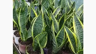 Sanseveria kılıç çiçeği cogaltimi.#sansaveria #kılıççiçeği #keşfet #plants #garden #gardening #diy