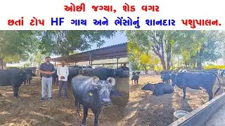ઓછી જગ્યા, શેડ વગર છતાં ટોપ HF ગાય અને ભેંસોનું શાનદાર પશુપાલન.