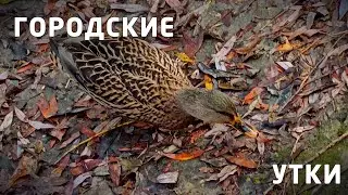 Колония крякв в пойме реки Сетунь