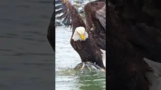 Eagle vs Peregrine Falcon #facts #science #shorts