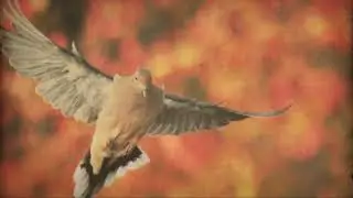 Ark Gardening in the Context of the 6th Mass Extinction