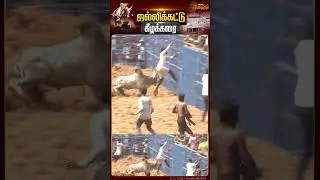 வீரரை ஓட ஓட விரட்டும் காளை | Madurai Jallikattu 2024 |  Keelakarai | Jallikattu Stadium