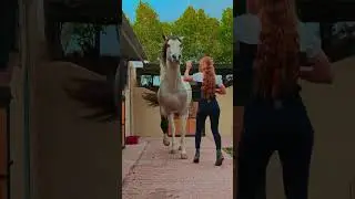 #ترند_خيل #horsingTrend#يوميات_ترند #horse #horselover #equestrian #خيل ##شباب_البومب13 #kabayo