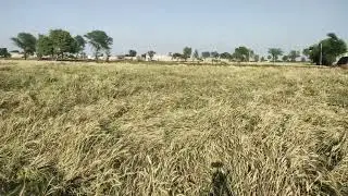 Heavy Rains and the Wheat Crop Crisis in Pakistan