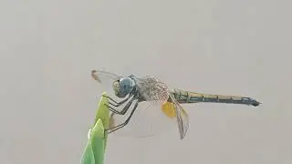 VIDEO 2#helicopter#nature#eating#children
