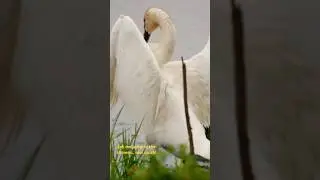 Caught you in the middle of a shower&hellip; #trumpeter #cleanfreak #shower #nature #birdbehavior #swan