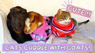 Cats cuddle up with baby goats!