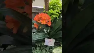 Allan Gardens Jan 7th, 2026
