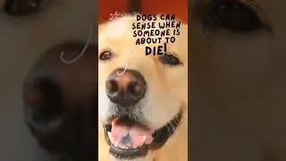 Dogsss #facts #science #dog #dogs #dogshorts #pets #pet #world
