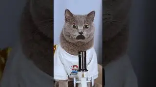 Безумие!😱 Вы не поверите, что в бороздках от ногтей!🔍🦠 #смешнойкот #мемыпрокотов #тренды
