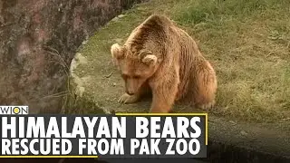 Two bears taken from Islamabad zoo weeks after elephant rescue | World News | English News Bulletin