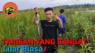 tarikan ikan gabus yang sangat luar biasa😱
