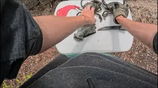 Mangrove adventure Wellington point Queensland, chasing big mudys