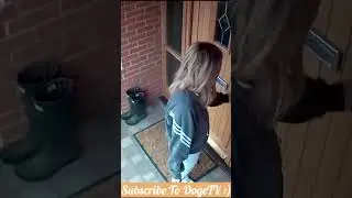 Dog Pulls Owner On Leash #animals #dog #cat #cute