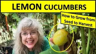 Grow THIS Cucumber! Lemon Cucumbers from Seed to Harvest