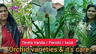 Terete Vanda/ Perishi / Dentrobium Twist varieties new collections and it's care