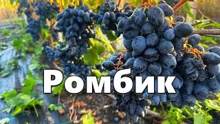 Виноград Ромбик - обзор
