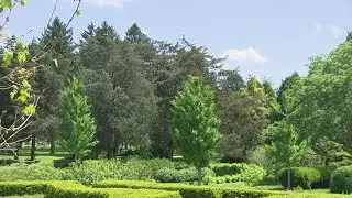 Study Finds Chicago Area Trees Are Threatened By Climate Change