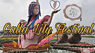 Calla Lily Festival