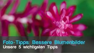 Bessere Blumenfotos 🌷 - unsere #5 wichtigsten Tipps, um Blumen zu fotografieren