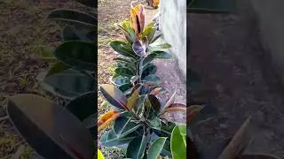 rubber plant 😍🇵🇭