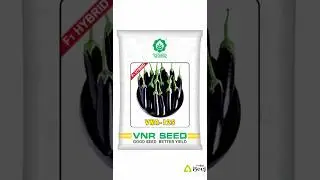 VNR Seeds Hybrid Brinjal Harsh Buy @Online Beej www.onlinebeej.com #vegetables #seeds #farmers #buy