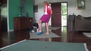 Clicker training with Luna, the English Bullterrier