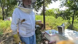 Пчеловодство на ранчо в Техасе | Техас, США