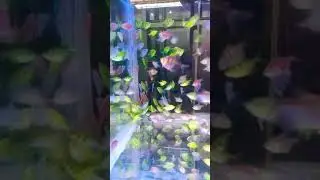 #globalfishfarm