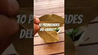 10 Propiedades del Laurel 🍃 &iexcl;BENEFICIOS!
