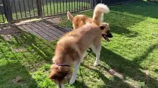 Samson Siberian Husky & Bear German Shepherd Australian Shepherd Mix Owner Surrendered To LBACS