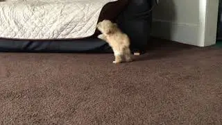 Bichpoo puppy 9 weeks old