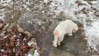 Turbo joins Winston, Winnie & Toby