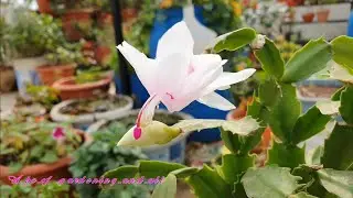 Christmas Cactus Propagation. क्रिसमस कैक्टस पौधे को कटिंग से कैसे बढ़ाए
