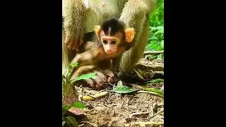 Baby Monkey Brady & Mom Rose 3