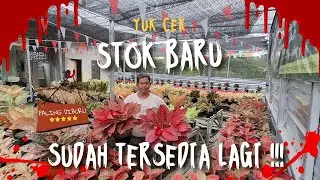 KEMBALI HADIR !!! STOK YANG KEMARIN HABIS !!! Dapatkan sebelum kehabisan lagi!