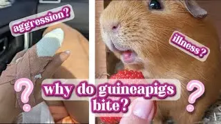 Why do guineapigs bite?