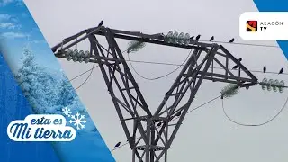 Decenas de aves mueren electrocutadas cada año