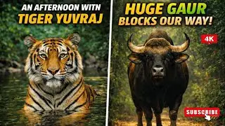 After Years of Waiting | Tiger Yuvraj Sighting & Giant Gaur Blocks Our Path | Jungle Safari 🐅🐃