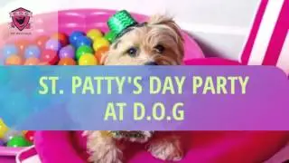 St. Patty's Day Party at D.O.G Pet Boutique and Daycare