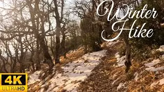 4k virtual walk through the forest